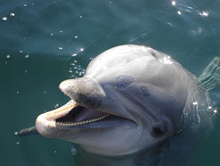 Dolphin talk is more similar to our own than originally realized.
