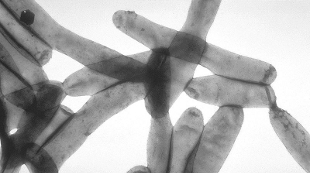 Top 7 in Microbiology image: Top 7 in Microbiology
