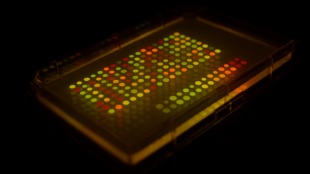 Bacteria expressing fluorescent proteins whose pattern makes up an encrypted message.