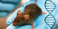 image: Opinion: Animals with Human Material 