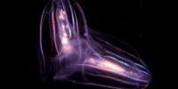 Ancient Jelly Simplifies Animal Tree? image: Ancient Jelly Simplifies Animal Tree?