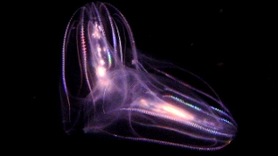 Ancient Jelly Simplifies Animal Tree? image: Ancient Jelly Simplifies Animal Tree?