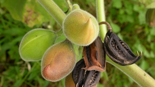 Devil's claw (Martynia annua)