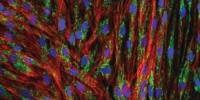 image: Skipping Pluripotency