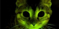 image: Fluorescent Cats Aid Research