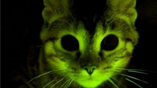 Fluorescent Cats Aid Research image: Fluorescent Cats Aid Research