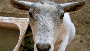 Chinese Biosafety Concerns image: Chinese Biosafety Concerns