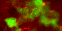 image: Neurotransmitter-Regulated Immunity 