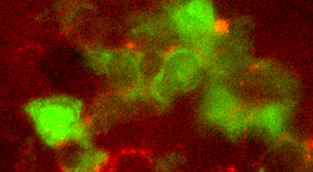 Neurotransmitter-Regulated Immunity image: Neurotransmitter-Regulated Immunity