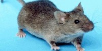 image: A Mouse Model of Autism?