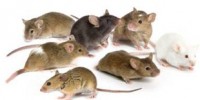 image: Mobile DNA Makes Transcription Stumble