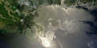 image: Fish Affected by Trace Oil Pollution