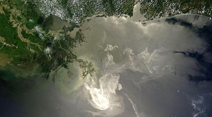 Fish Affected by Trace Oil Pollution image: Fish Affected by Trace Oil Pollution