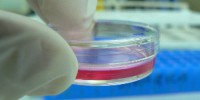 image: New Drug Toxicity Chip