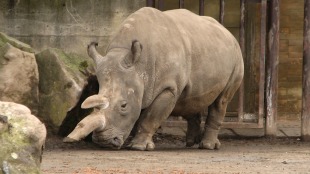 Northern white rhinoceros, Ceratotherium simum cottoni