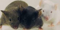 image: Mouse Genomes Catalogued