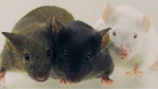 Mouse Genomes Catalogued image: Mouse Genomes Catalogued