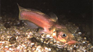 Endangered Species Review Expedited image: Endangered Species Review Expedited