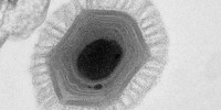 image: Cellular Origins of Giant Viruses?