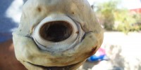 One-Eyed Shark image: One-Eyed Shark