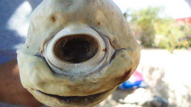 One-Eyed Shark image: One-Eyed Shark