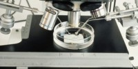 image: European Stem Cell Patent Ban Good?