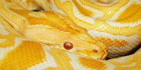 image: Snake Heart Balloons After Meal