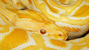 Snake Heart Balloons After Meal image: Snake Heart Balloons After Meal