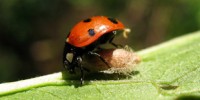 image: Ladybug Zombies