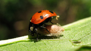 Ladybug Zombies image: Ladybug Zombies