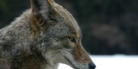 image: Cloned Coyotes?