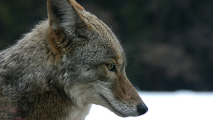 Cloned Coyotes? image: Cloned Coyotes?
