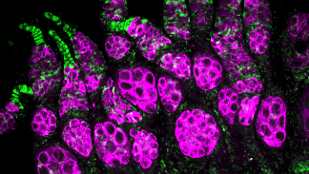 <em>Wolbachia</em> Boost Stem Cell Production image: <em>Wolbachia</em> Boost Stem Cell Production