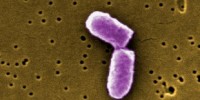 image: Bacterial Rejuvenation