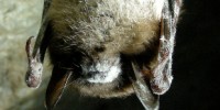 image: Deadly Bat Fungus Nailed Down