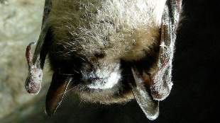 Deadly Bat Fungus Nailed Down image: Deadly Bat Fungus Nailed Down