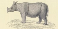 image: Rhino Goes Extinct in Vietnam