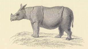 Rhino Goes Extinct in Vietnam image: Rhino Goes Extinct in Vietnam