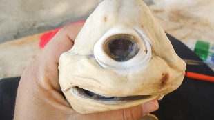 Cyclops Shark Found image: Cyclops Shark Found