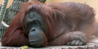 image: Orangutans Have Culture