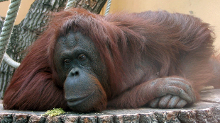 Orangutans Have Culture image: Orangutans Have Culture