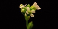 image: Climate-Shaped <em>Arabidopsis</em> Genome