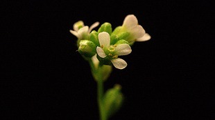 Climate-Shaped <em>Arabidopsis</em> Genome image: Climate-Shaped <em>Arabidopsis</em> Genome
