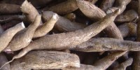 image: Proteinaceous Cassava Lacks Protein