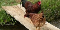 image: Bird Flu Vax Spurs Virus Evolution