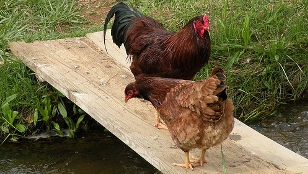 Bird Flu Vax Spurs Virus Evolution image: Bird Flu Vax Spurs Virus Evolution