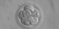 image: New Way to Make Embryonic Stem Cells