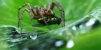 image: Spider Bites for Cures?