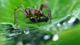 Spider Bites for Cures? image: Spider Bites for Cures?