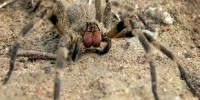 image: Super Sensitive Spider Sensilla